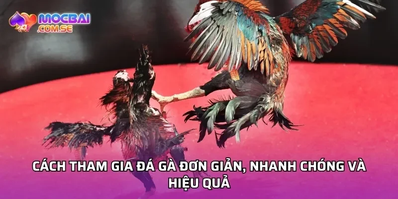 Cách tham gia đá gà đơn giản, nhanh chóng và hiệu quả