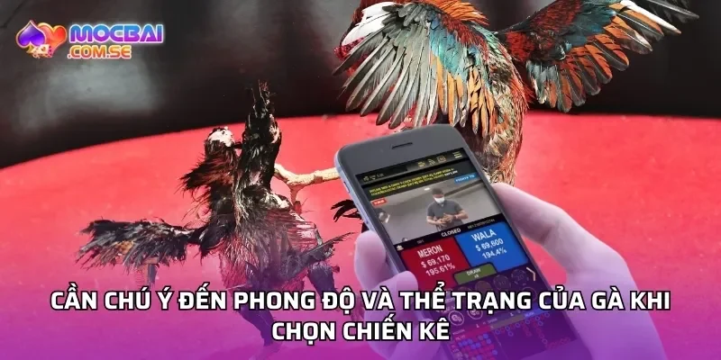 Cần chú ý đến phong độ và thể trạng của gà khi chọn chiến kê