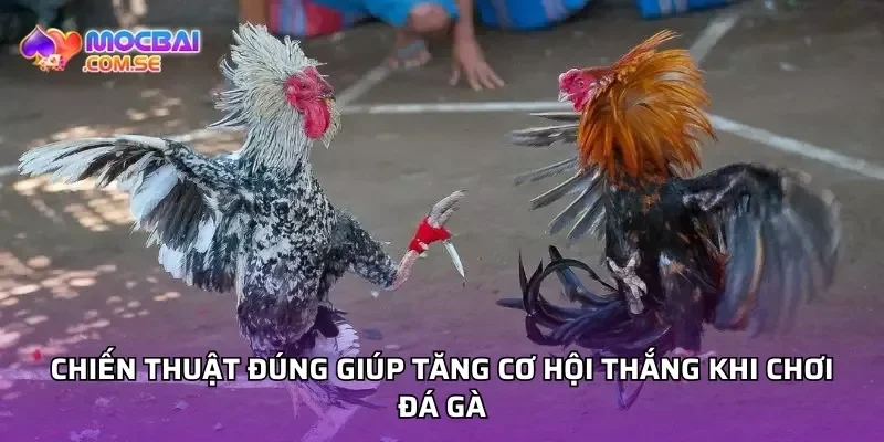 Chiến thuật đúng giúp tăng cơ hội thắng khi chơi đá gà