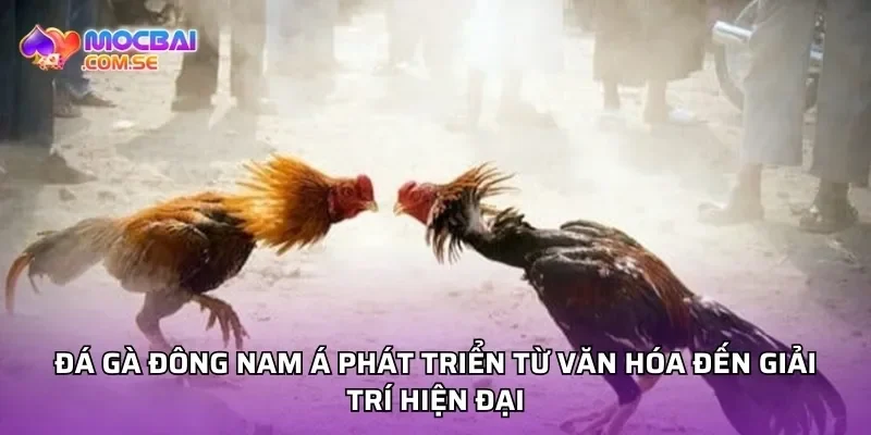 Đá gà đông nam á phát triển từ văn hóa đến giải trí hiện đại